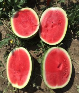 Cover photo for Chowan Co. Watermelon Variety Demonstration Trial