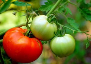 Cover photo for Planning for a Summer Garden