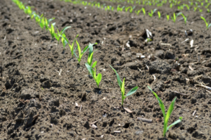 seedlings in a field