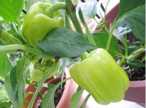 Cover photo for Garden With Containers