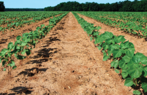 cotton field