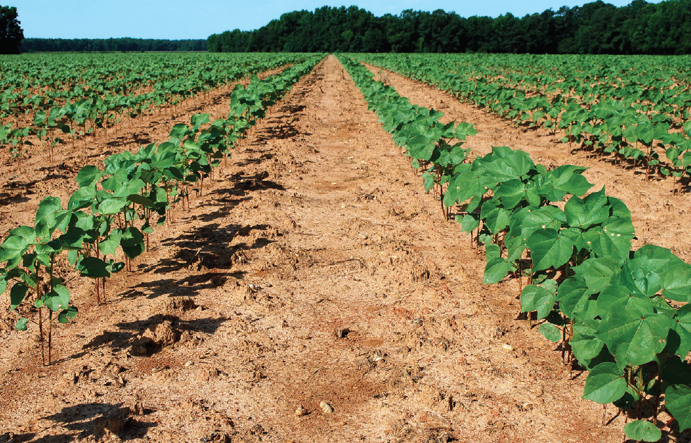 Cotton Planting Conditions (May 1115, 2020) N.C. Cooperative Extension