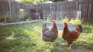 Cover photo for Backyard Chicken Series