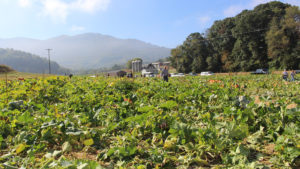 A field of pumpkins in western North Carolina, with the mountains in the background.