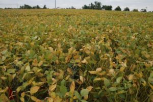Cover photo for Soybean Rust Confirmed in Eastern NC October 19, 2020