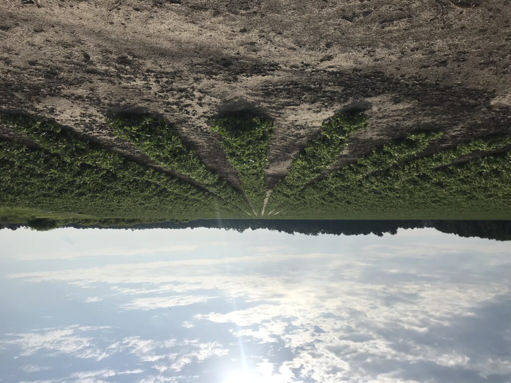 chowan county peanut field