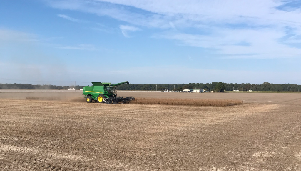 Perquimans Soybean Harvest