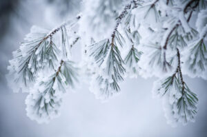 Cover photo for Food Safety and Storage for Winter Weather