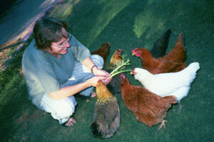 Cover photo for Backyard Chickens
