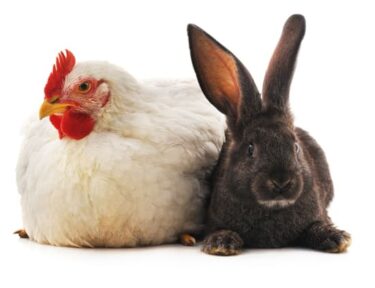 A chicken and a rabbit.