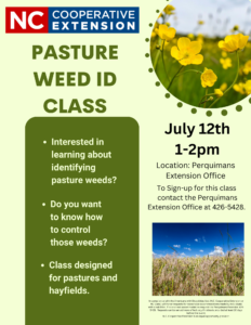 Cover photo for Pasture Weed ID Class